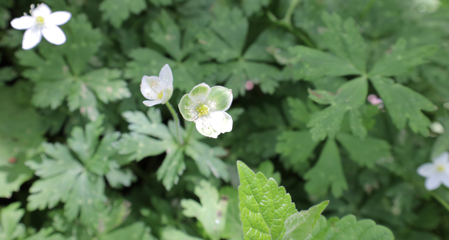 春のお花探しツアー