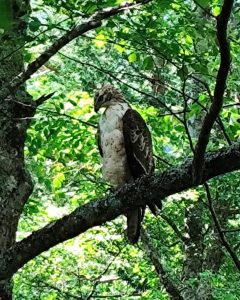 上高地の鳥たちとの出会い